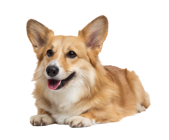 Happy corgi resting with a joyful expression and fluffy coat png