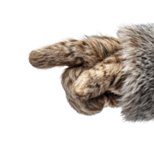 Feline paw pointing direction with soft fur texture png