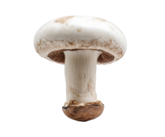 Fresh white mushroom on display for culinary use and nutrition png