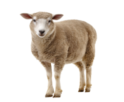 Cute sheep standing in a grassy field during sunny day png
