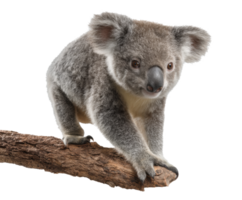 Playful koala climbing on a tree branch in natural habitat setting png