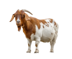 Goat standing on its hind legs in a natural setting with greenery png