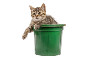Cat dropping bin isolated on transparent background png