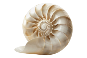Charming nautilus shell with a perfects isolated on transparent background png