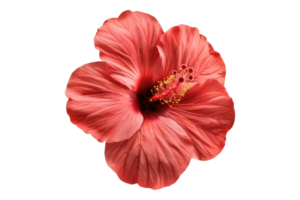 Convenient solution flower for alternating isolated on transparent background png