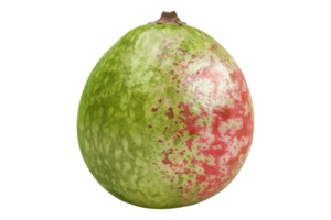 Guava isolated on transparent background png
