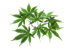Japans maple acer palmatum leaves isolated on transparent background png