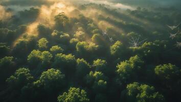 Aerial View of Foggy Forest with Sunlight Streaming Through the Trees photo