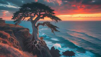 Seascape View of Lonely Tree on Cliff at Colorful Sunset photo