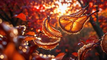 Sunlit Autumn Leaves Adorned with Water Droplets in a Forest Setting photo
