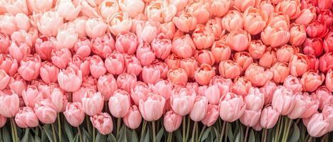 Tulips field. Gradient color from white pink red. Rows of flowers for decoration. Gardening blooming plant background photo