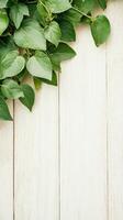 Green Foliage Cascade Atop Pale Wooden Planks, Ideal Setting For Gardening Project, Overhead View. photo
