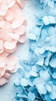 Pink Hydrangea Flowers and Blue Hydrangea Flowers with Water Droplets on Light Background for Gardening photo