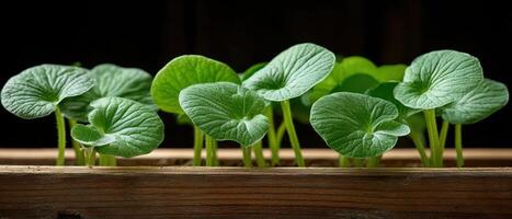 Green plants grow inside wooden container. Fresh leaves for gardening. Small sprouts in a dark environment. New life concept. photo
