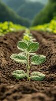 Small green plants grow in tilled dark soil. Rows of sprouts emerge in a field. Hills rise softly in background. Symbol of gardening. photo
