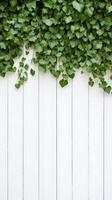 Green climbing plant grows over white wooden fence. Leaves cascade down from above in organic gardening background. photo