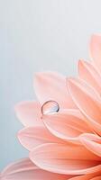 Delicate pink flower petals close view with clear water drop on top. Light blue background shows gentle gardening scene. photo