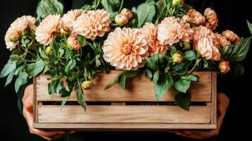 Peach Dahlias bloom inside a wooden box being held. Green leaves contrast against dark background for a gardening bouquet. photo