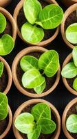 Small green plants grow inside brown pots. Seedlings emerge from dark soil. Preparation for gardening. Concept for growing new life. photo
