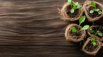 Small green sprouts grow in fiber pots. Seedlings on a dark wooden surface. Concept for gardening with copy space. photo