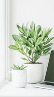 Green potted plants sit near a closed laptop computer on a white surface close to a bright window in a bright room. photo