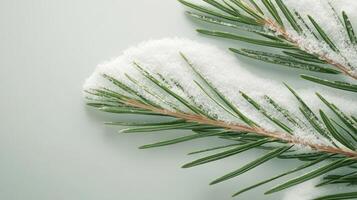 Green pine branch lies covered with fresh white snow. Winter theme showing needles and light grey background with space for text. photo