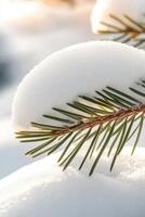Evergreen branch detail covered with snow. Winter scene shows needles and texture of snow. Bright sunlight highlights the natural colors. photo