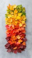 Colorful autumn maple leaves arranged vertically showing transition of green yellow orange and red colors on gray surface photo