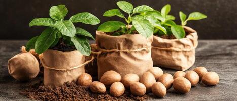 Seedlings grow in paper pots. Nuts and soil surround the plants on a gray surface against a dark background. New life begins. photo