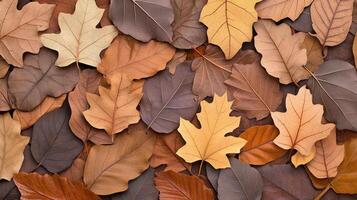 Fallen autumn foliage. Various shades of brown and tan leaves. Close up full frame texture. Natural woodland floor covering. Seasonal change. photo