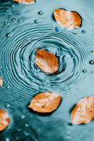 Autumn leaves float on water. Ripples expand outward. Raindrops fall upon surface. Natural patterns emerge in pond. Calm and tranquil scene. photo