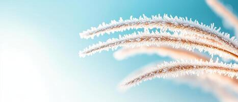 Frosty wheat stalks glisten against a clear blue sky. Golden wheat branches are covered in white crystals. Winter scene. Frozen plant life closeup. photo