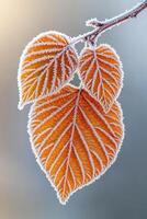 Close up leaves with frost on branch. Winter nature beauty. Orange leaves with ice crystals. Frozen leaf texture. Cold season scenery. photo