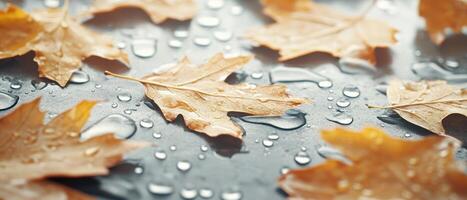 Dried oak leaves laying flat with water droplets on a reflective dark surface creating a wet fall weather scene backdrop photo