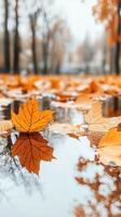 Autumn leaves float on water surface. Fallen yellow foliage reflection in puddle. Trees in background. Peaceful fall season scenic. photo