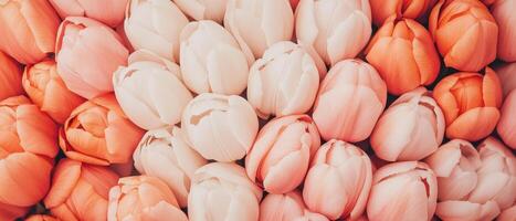 Many tulips in a group. Light pink and orange petals close together. Floral heads create a pattern with soft spring colors. photo