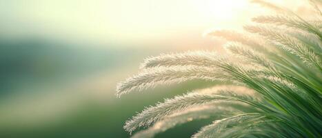 Tall grass seed heads glowing at sunrise. Close view of fuzzy plumes with blurred green and blue background in the morning light. photo