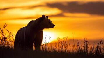 A grizzly bear stands in profile, outlined by a stunning sunset over wild grasses. photo