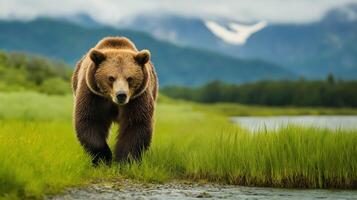 A grizzly bear moves through vibrant grass by a river, set against mountains under a cloudy sky. photo