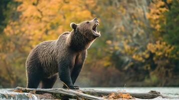 A grizzly bear stands on a log, roaring powerfully amidst colorful autumn foliage. photo