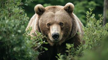 A bear explores its natural habitat, surrounded by lush foliage in the forest. photo