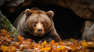 A brown bear cautiously emerges from its cave, surrounded by colorful autumn leaves. photo