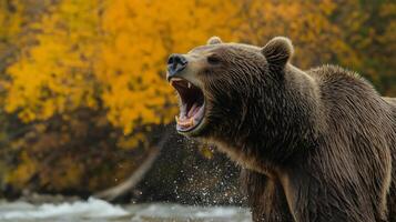 Grizzly bear stands by a river, roaring, surrounded by vibrant autumn trees and falling leaves. photo