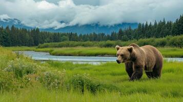 A grizzly bear strolls through vibrant green grass by a river, surrounded by forest and clouds. photo