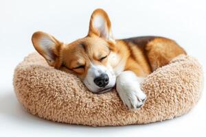 A corgi dog sleeping in a bed photo