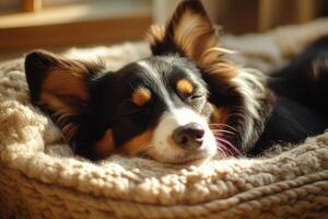 A dog sleeping in a bed with its eyes closed photo