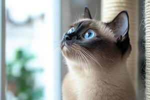 A siamese cat looking up at the window photo