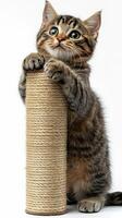 A kitten is standing on top of a roll of yarn photo