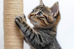 A kitten is reaching up to a rope photo