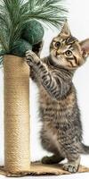 A kitten is reaching up to a tree photo